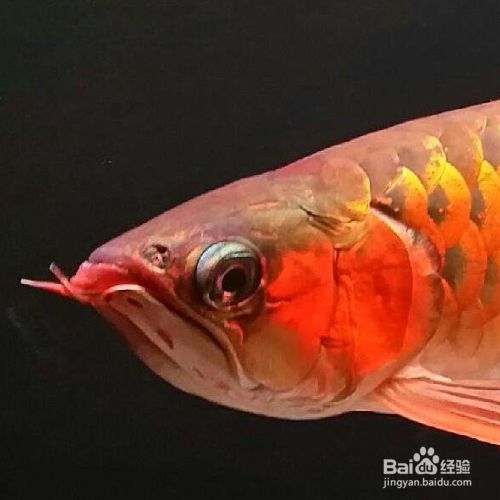 金龍魚半年不吃食了有什么辦法嗎：金龍魚不吃東西怎么辦 龍魚百科 第4張