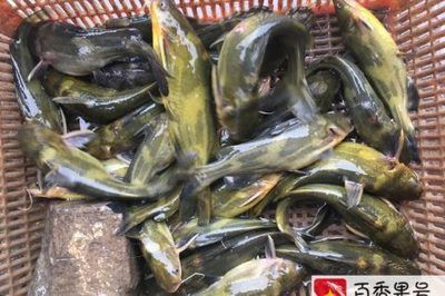 金龍魚(yú)吃什么食物長(zhǎng)得快又好養(yǎng)：如何讓金龍魚(yú)長(zhǎng)得快又好養(yǎng)？