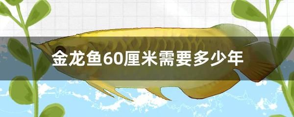 金龍魚60厘米需要多少年：金龍魚養(yǎng)多久才能長(zhǎng)到60厘米大約需要多少年