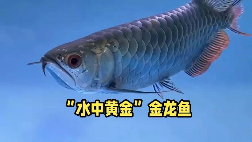 金龍魚變白了：金魚全身變白色怎么回事