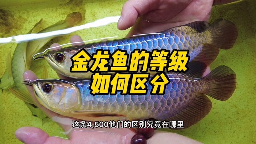 金龍魚(yú)吃不吃螺絲：金龍魚(yú)為什么只吃小魚(yú)不吃魚(yú)料360問(wèn)答 龍魚(yú)百科 第4張