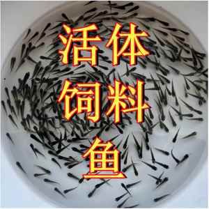 金龍魚吃麥穗魚么：金龍可以吃麥穗魚嗎？ 龍魚百科