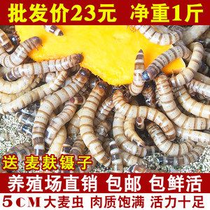 金龍魚吃面包蟲長得快嗎：金龍魚吃什么長得快 龍魚百科 第6張