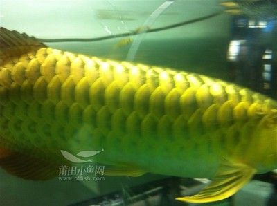 金龍魚吃什么小魚：金龍魚吃什么小魚好金龍魚吃什么小魚最好 龍魚百科 第4張