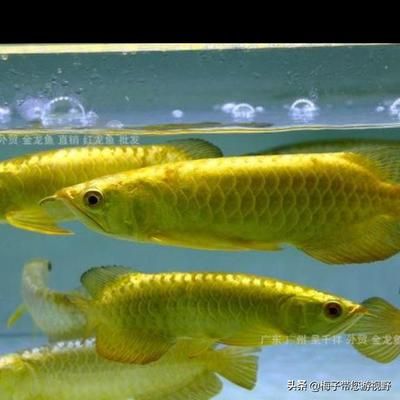 金龍魚單邊掉眼怎么回事：金龍魚一側(cè)掉眼怎么處理金龍魚一側(cè)掉眼怎么處理 龍魚百科 第7張