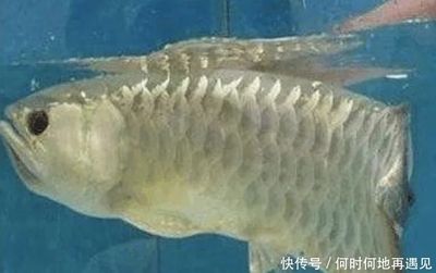 金龍魚不吃飯的原因：金龍魚不吃飯怎么辦 龍魚百科 第4張