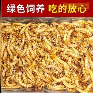 金龍魚吃大麥蟲：金龍魚吃大麥蟲好嗎金龍魚吃大麥蟲好嗎