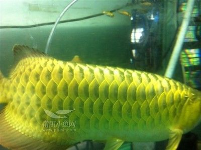 金龍魚吃什么小魚好：金龍魚吃什么小魚好360問答金龍魚吃什么小魚好 龍魚百科 第1張