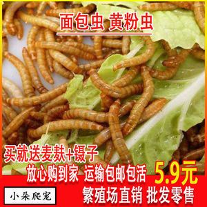 金龍魚吃大麥蟲后拒食怎么辦：解決金龍魚拒食的問題之前需要分析導致拒食的原因 龍魚百科 第7張