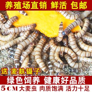 金龍魚吃的蟲子有哪些：金龍魚可以吃多種蟲子， 龍魚百科 第7張