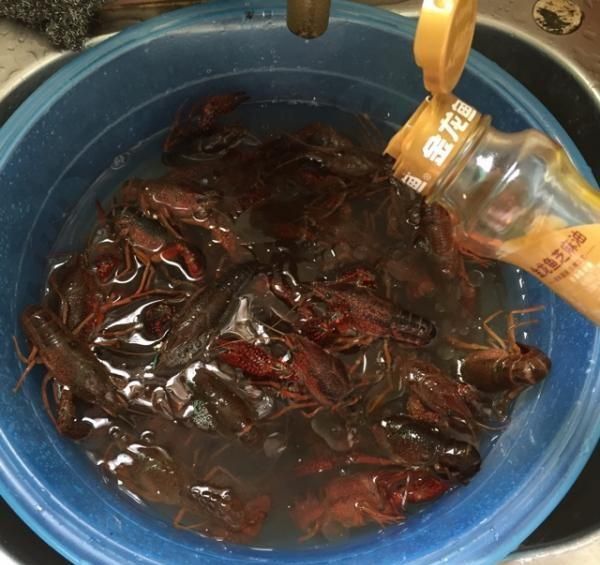 金龍魚吃活小龍蝦：30cm以上的金龍魚，每天2至3條體形稍大的小魚