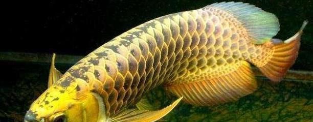 金龍魚成體：金龍魚的成體形態(tài)具有以下特點 龍魚百科 第6張