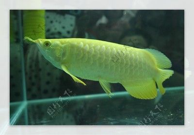 金龍魚編號查詢：關于金龍魚編號查詢 龍魚百科 第7張