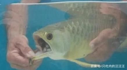 金龍魚不吃東西是什么原因：金龍魚不吃東西怎么辦