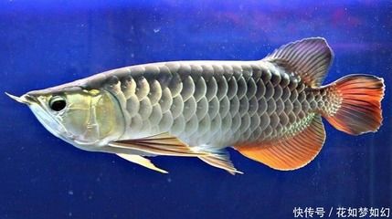 金龍魚不吃東西是什么原因：金龍魚不吃東西怎么辦 龍魚百科 第4張