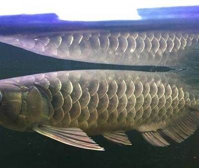 金龍魚(yú)成色：金龍魚(yú)怎么看成色 龍魚(yú)百科 第4張