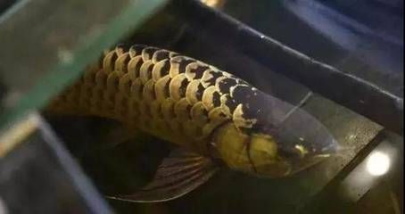 金龍魚成體多大能繁殖：金龍魚多大可以繁殖 龍魚百科 第1張