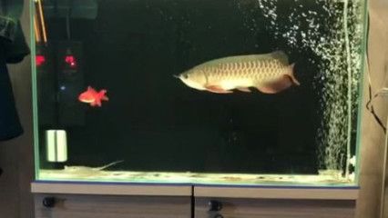 金龍魚吃多少小魚：金龍魚一天喂多少粒小魚一天喂多少條小魚和蝦合適 龍魚百科 第7張