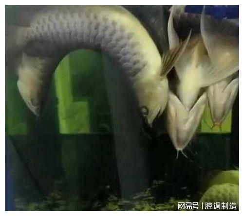 金龍魚(yú)吃飼料可以嗎：金龍魚(yú)可以吃飼料嗎