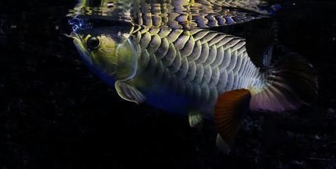 金龍魚(yú)吃飼料可以嗎：金龍魚(yú)可以吃飼料嗎 龍魚(yú)百科 第6張