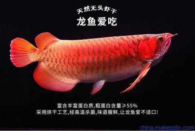 金龍魚愛吃什么魚食：關于金龍魚食物偏好的詳細信息