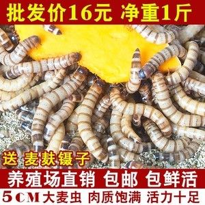 金龍魚吃面包蟲的好處：金龍魚吃面包蟲好嗎 龍魚百科 第6張