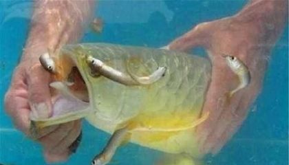 金龍魚不吃活魚：金龍魚不吃活魚可能由多種原因引起龍魚拒食對策 龍魚百科 第6張