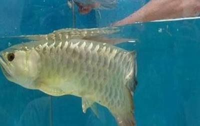 金龍魚(yú)不吃食怎么辦？：金龍魚(yú)不吃食怎么辦