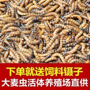 金龍魚吃啥飼料好養(yǎng)活：金龍魚喂什么飼料好 龍魚百科 第5張