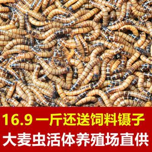 金龍魚吃啥飼料好養(yǎng)活：金龍魚喂什么飼料好 龍魚百科 第6張