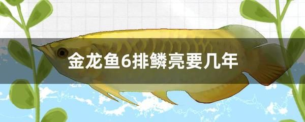 金龍魚成魚多長時間能吃：金龍魚多久喂一次比較好