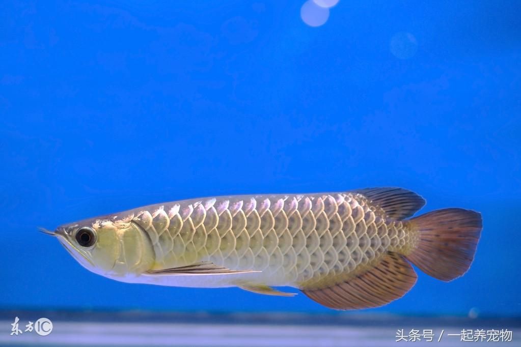 金龍魚寵物魚怎么養(yǎng)：如何飼養(yǎng)金龍魚？ 龍魚百科 第7張