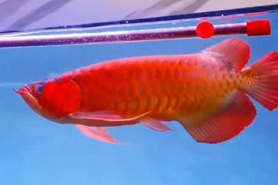 金龍魚vs紅龍魚：紅龍魚和金龍魚有什么區(qū)別？