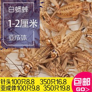 金龍魚吃蟋蟀的好處：金龍魚吃蟋蟀有什么好處360問答