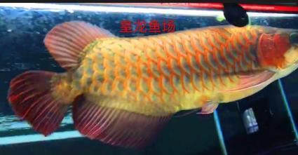 金龍魚vs紅龍魚哪個(gè)好一點(diǎn)：關(guān)于“金龍魚vs紅龍魚哪個(gè)好一點(diǎn)”的答案并沒有一個(gè)絕對(duì)的答案