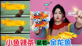 金龍魚吃不吃小魚：關(guān)于金龍魚吃不吃小魚的詳細(xì)解釋金龍魚吃小魚怎么辦 龍魚百科 第4張