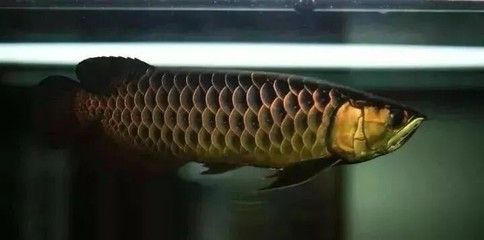 金龍魚從什么時候開始發(fā)色？：金龍魚發(fā)色全過程圖解 龍魚百科 第7張