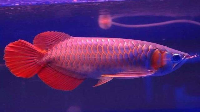 壽光市好多魚(yú)水族館（壽光市好多魚(yú)水族館經(jīng)營(yíng)產(chǎn)品：觀賞魚(yú)、魚(yú)缸、漁具、魚(yú)具、水草） 全國(guó)觀賞魚(yú)市場(chǎng)