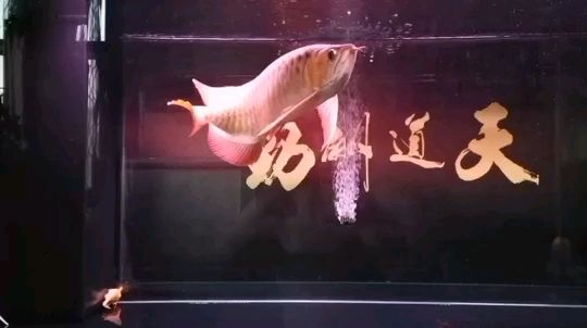 G（g,愛雨露評論：欣賞） 觀賞魚論壇