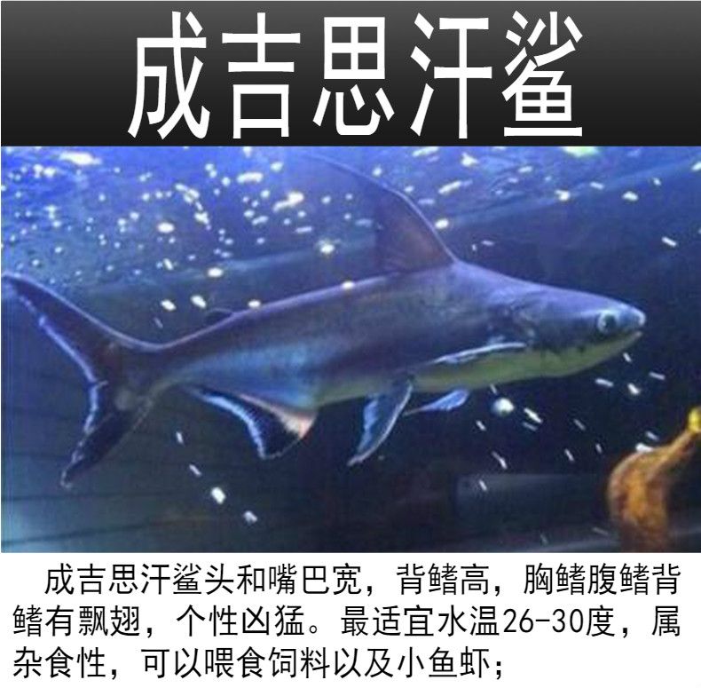 成吉思汗鯊vs龍魚（成吉思汗鯊)選購及飼養(yǎng)心得專欄） 龍魚百科 第4張