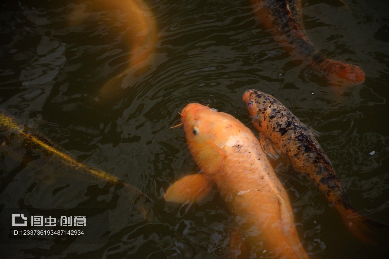 池塘里的魚能給金龍魚吃嗎（金龍魚可以吃嗎360問答360問答） 魚缸風水 第5張