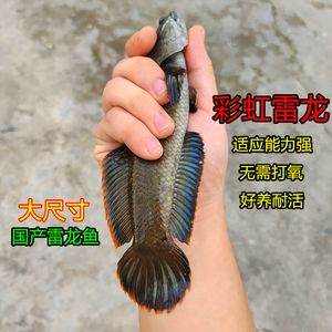 尺寸最小的龍魚是什么魚（史上最小的龍魚品種是哪種體型最小的龍魚品種是多少） 魚缸風水 第6張