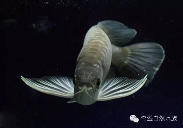 淡水金龍魚多少錢（淡水金龍魚的價(jià)格） 魚缸風(fēng)水 第6張