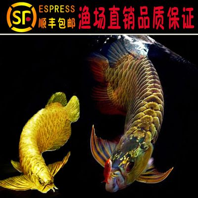 超高清金龍魚圖片（超高清金龍魚圖片_金龍魚圖片大全） 魚缸風(fēng)水 第1張