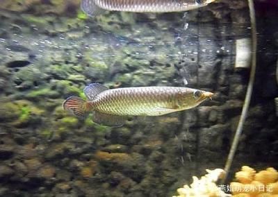 赤紅龍魚幼魚（純種赤紅龍幼犬多少錢一只） 魚缸風水 第6張