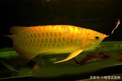 大的金龍魚(yú) 魚(yú)缸風(fēng)水 第6張