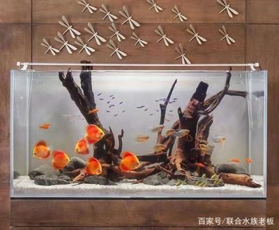 沉木的腐殖酸對龍魚有影響嗎（養(yǎng)龍魚缸里放沉木對魚有好處嗎？） 魚缸風(fēng)水 第2張