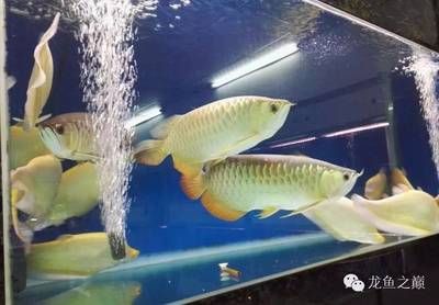 到廣州買(mǎi)龍魚(yú)便宜嗎（廣州哪里可以買(mǎi)到龍魚(yú)） 魚(yú)缸風(fēng)水 第3張