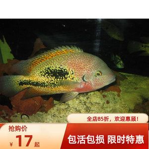 慈鯛能和銀龍魚養(yǎng)嗎（慈鯛魚可以和銀龍魚混養(yǎng)么？） 魚缸風(fēng)水 第1張