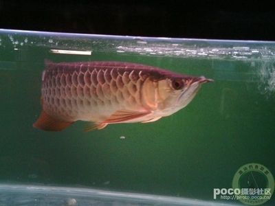 潮汕龍魚是什么魚（潮汕哪里的龍魚性價(jià)比較高？） 魚缸風(fēng)水 第7張